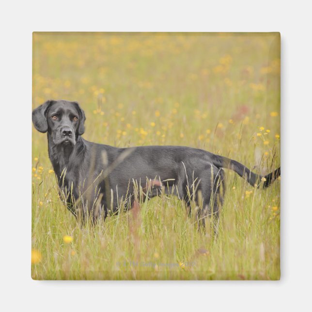 Welpe, 16 Monate Magnet (Vorne)