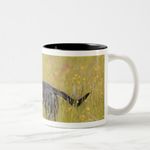 Welpe 16 Monate Zweifarbige Tasse