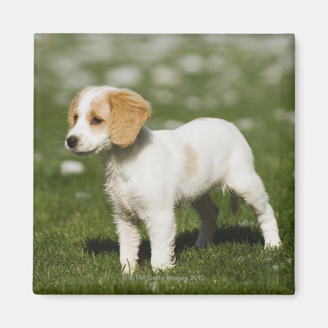 Welpe 3 magnet (Vorne)