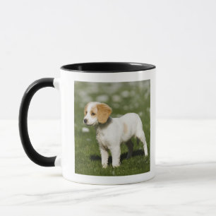 Welpe 3 tasse