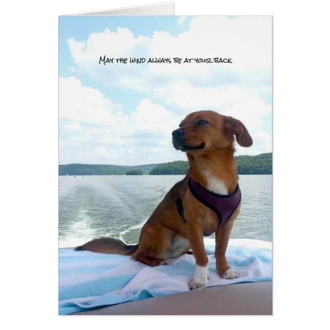 Welpe auf dem Boot Wind auf der Rückseite (Vorne)