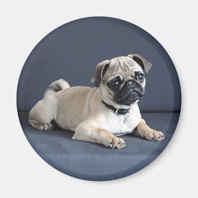 Welpe auf Lounge Couch Magnet (Vorne)