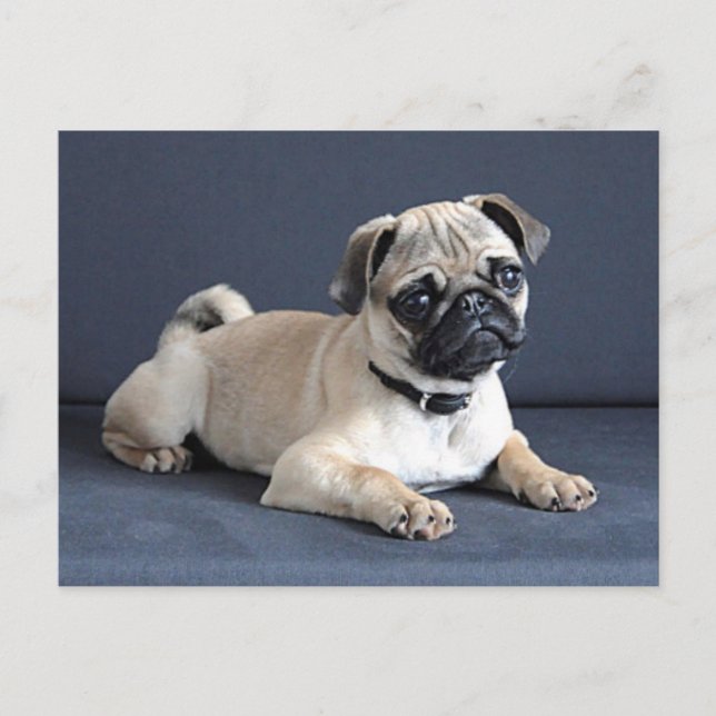 Welpe auf Lounging Couch Postkarte (Vorderseite)