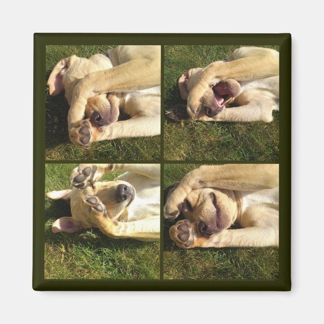 Welpe ausblenden magnet (Vorne)