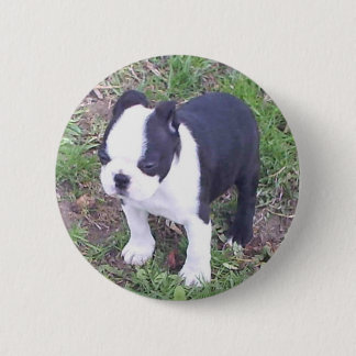 Welpe Bostons Terrier Button