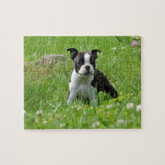 Welpe Bostons Terrier im Wiesen-Puzzlespiel Puzzle