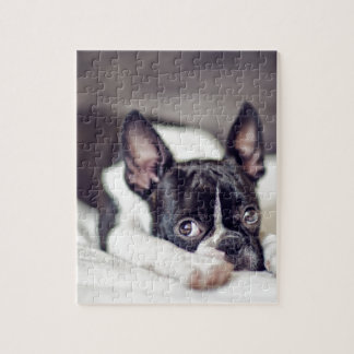 Welpe Bostons Terrier Puzzle