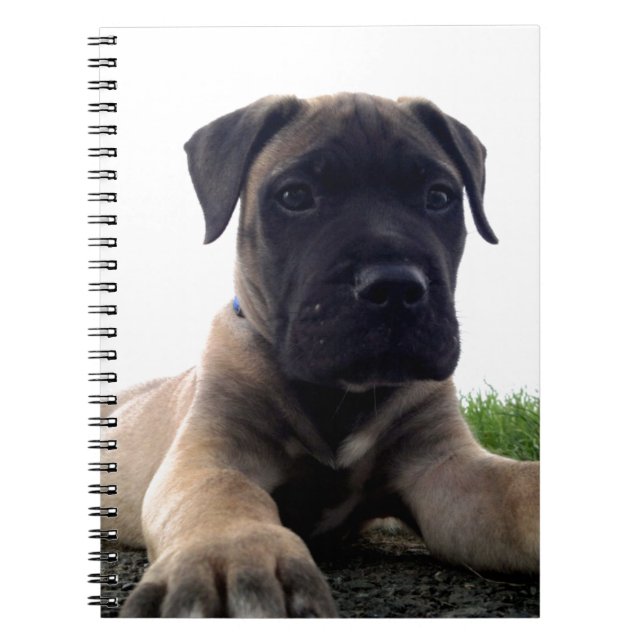 Welpe Bullmastiff Notizblock (Vorderseite)
