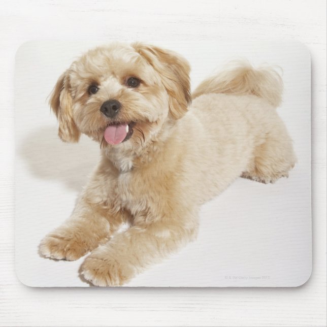 Welpe (Canis familiaris) 2 Mousepad (Vorne)
