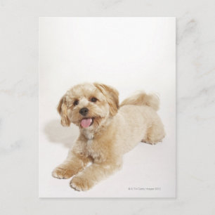 Welpe (Canis familiaris) 2 Postkarte