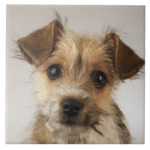 Welpe (Canis familiaris) Fliese