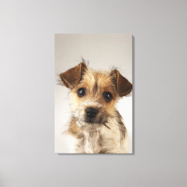 Welpe (Canis familiaris) Leinwanddruck (Vorderseite)