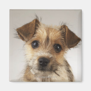 Welpe (Canis familiaris) Magnet