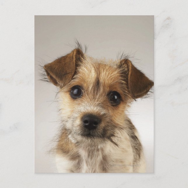 Welpe (Canis familiaris) Postkarte (Vorderseite)
