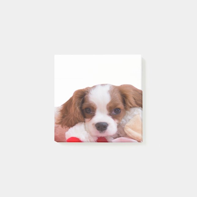 Welpe Cavalier King Charles Spaniel Post-it-Notize Post-it Klebezettel (Vorderseite)