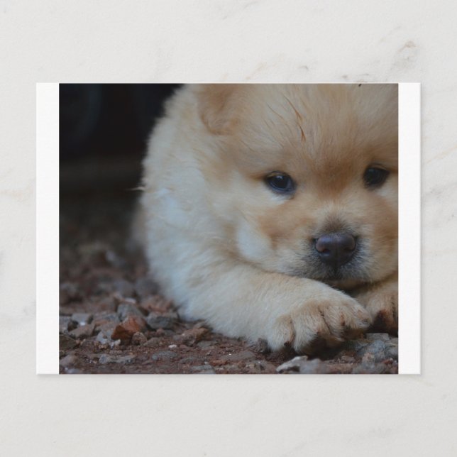 Welpe chow.png postkarte (Vorderseite)