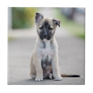 Welpe der deutschen Hirten auf dem Fußweg Fliese