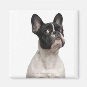 Welpe der französischen Bulldogge (5 Monate alte) Magnet