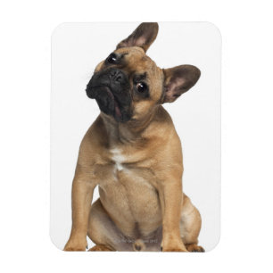 Welpe der französischen Bulldogge (7 Monate alte) Magnet