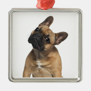 Welpe der französischen Bulldogge (7 Monate alte) Ornament Aus Metall