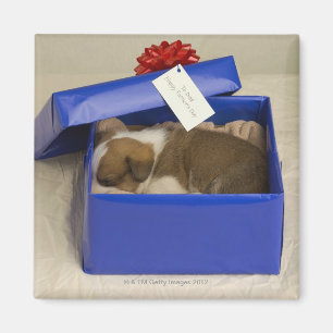 Welpe, der in Geschenkboxen schläft Magnet