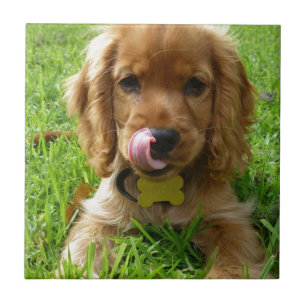 Welpe, der Lippen leckt Fliese