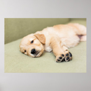 Welpe, der sich auf Sofa hinlegt Poster