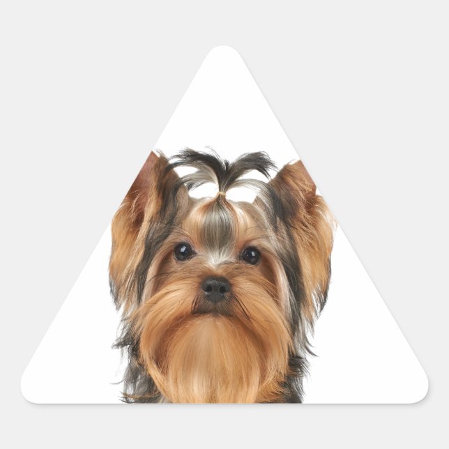 Welpe der Yorkshire Terrier Dreieckiger Aufkleber (Vorderseite)