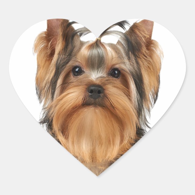 Welpe der Yorkshire Terrier Herz-Aufkleber (Vorderseite)
