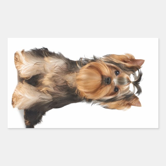 Welpe der Yorkshire Terrier Rechteckiger Aufkleber (Vorderseite)