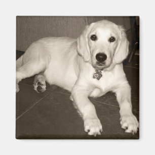 Welpe des golden retriever-(englische Creme) - 14 Magnet