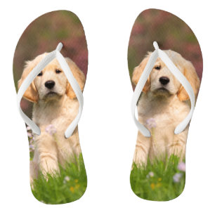 Welpe des goldenen Retrievers ein niedliches Flip Flops