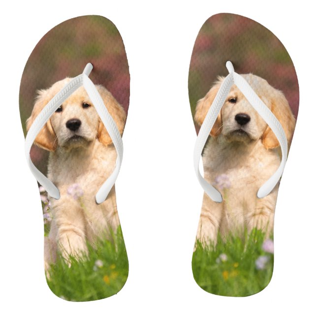 Welpe des goldenen Retrievers ein niedliches Flip Flops (Fußbett)