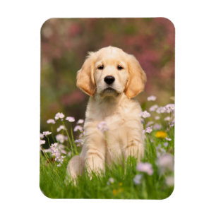 Welpe des goldenen Retrievers ein niedliches Magnet