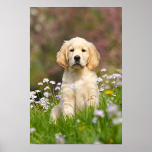 Welpe des goldenen Retrievers ein niedliches Poster