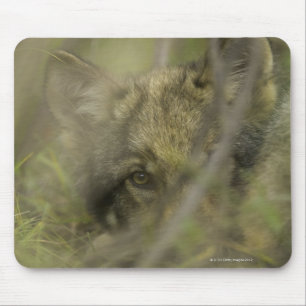 Welpe des grauen Wolfs (Canis Lupus) allein, Mousepad