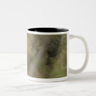Welpe des grauen Wolfs (Canis Lupus) allein, Zweifarbige Tasse