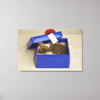 Welpe, die in einer Geschenkboxen schläft Leinwanddruck