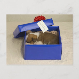 Welpe, die in einer Geschenkboxen schläft Postkarte