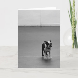 Welpe DRU Bostons Terrier Karte