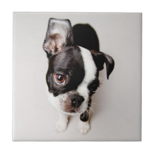 Welpe Edison Boston Terrier Fliese