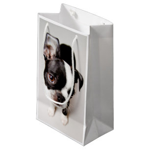Welpe Edison Boston Terrier Kleine Geschenktüte
