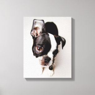 Welpe Edison Boston Terrier Leinwanddruck