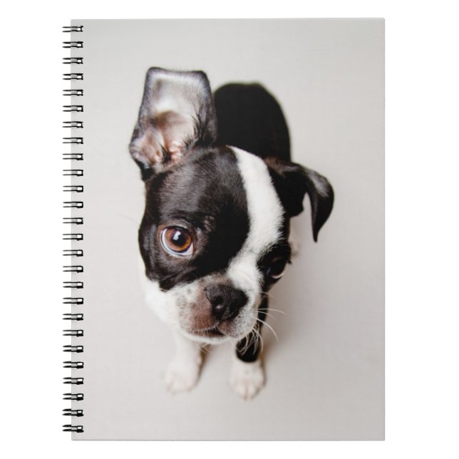Welpe Edison Boston Terrier Notizblock (Vorderseite)