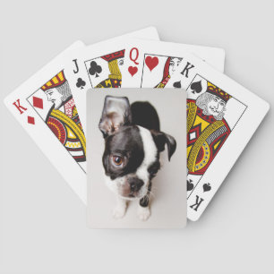 Welpe Edison Boston Terrier Spielkarten