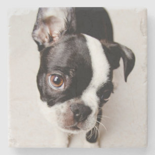 Welpe Edison Boston Terrier Steinuntersetzer