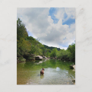 Welpe Exploration Barton Creek - Austin Texas Postkarte