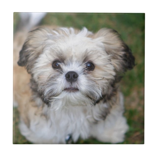 Welpe Fliese (Vorderseite)