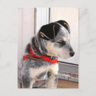 Welpe gepocht postkarte