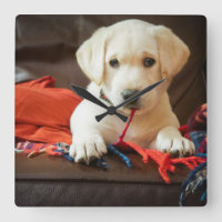 Welpe Getty Bild-| auf einem Sofa